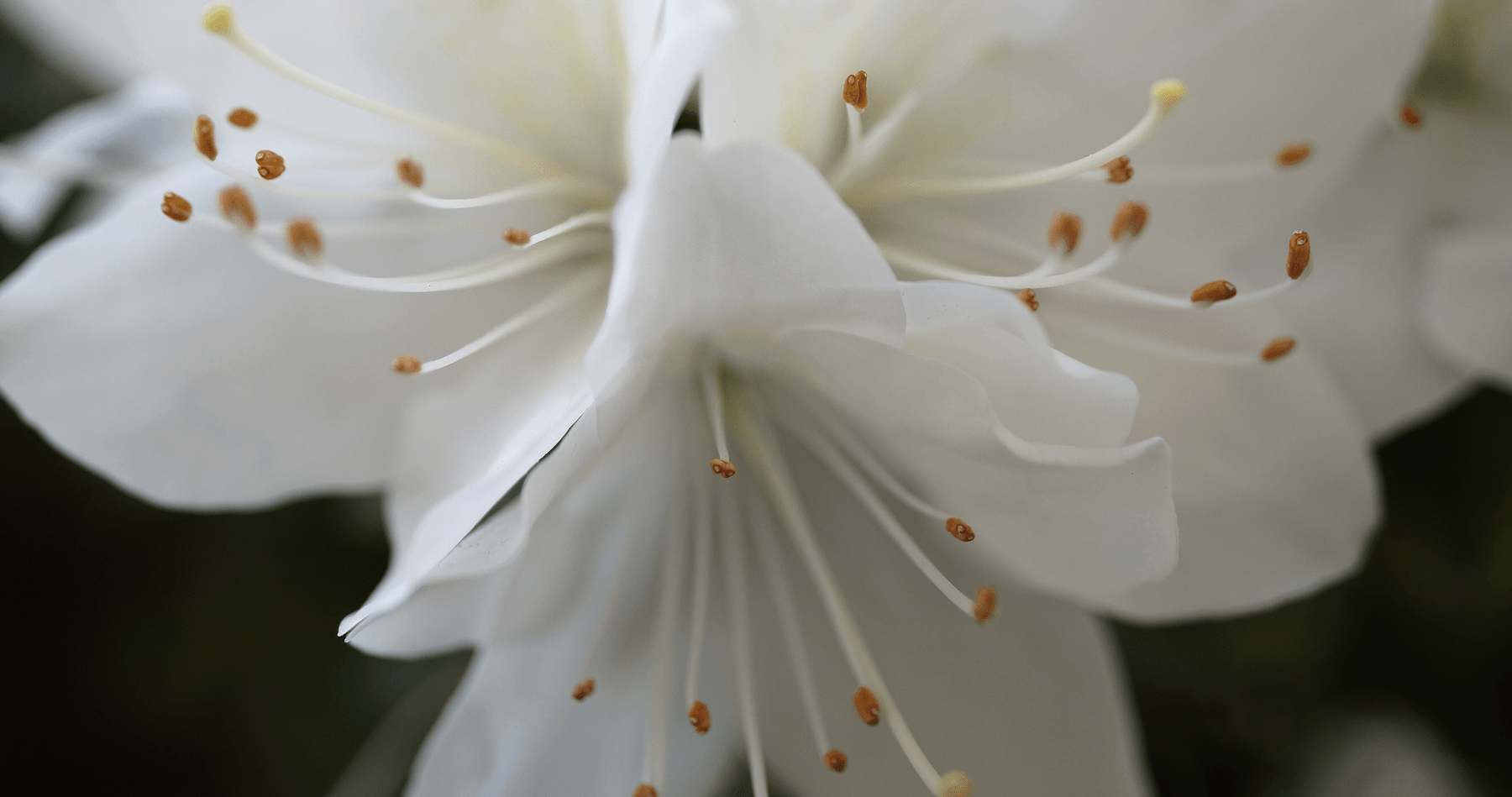 Flower Close-up in Athens, Greece