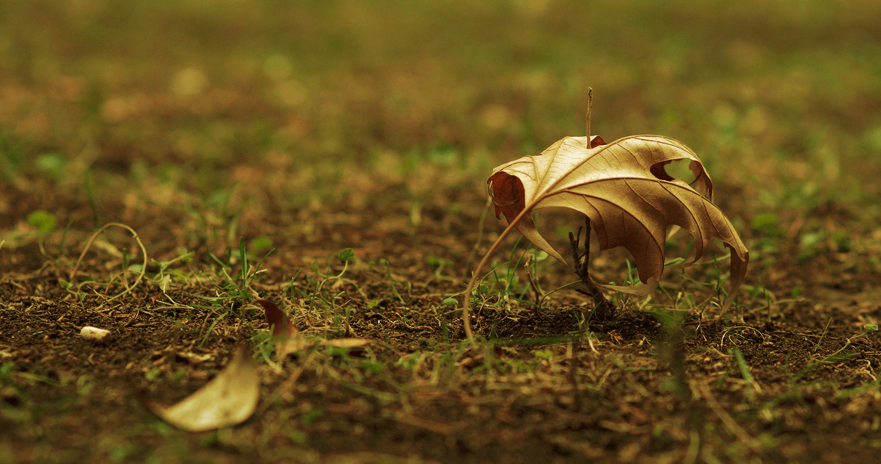 Autumn leaf in a park, Athens, Greece