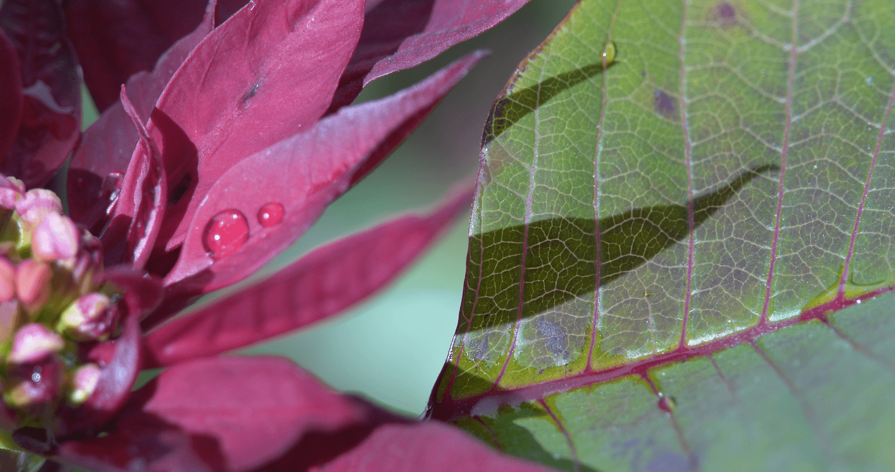 Poinsettia Close-up in Athens, Greece