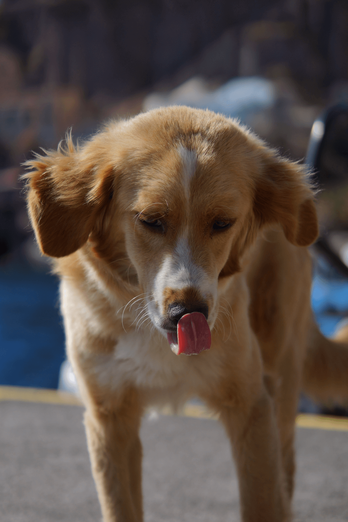 Dog in Fira Old Port, Santorini, Greece