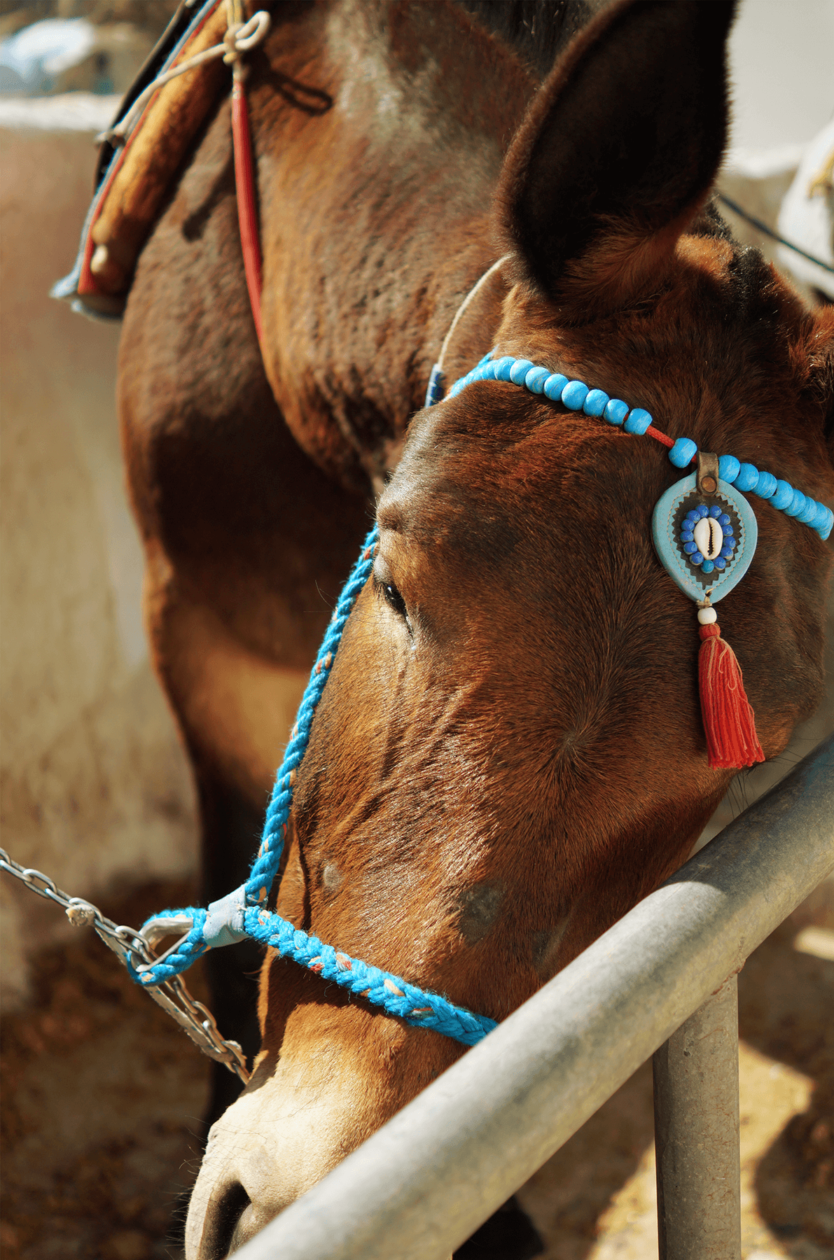 Donkey in Fira Old Port, Santorini, Greece