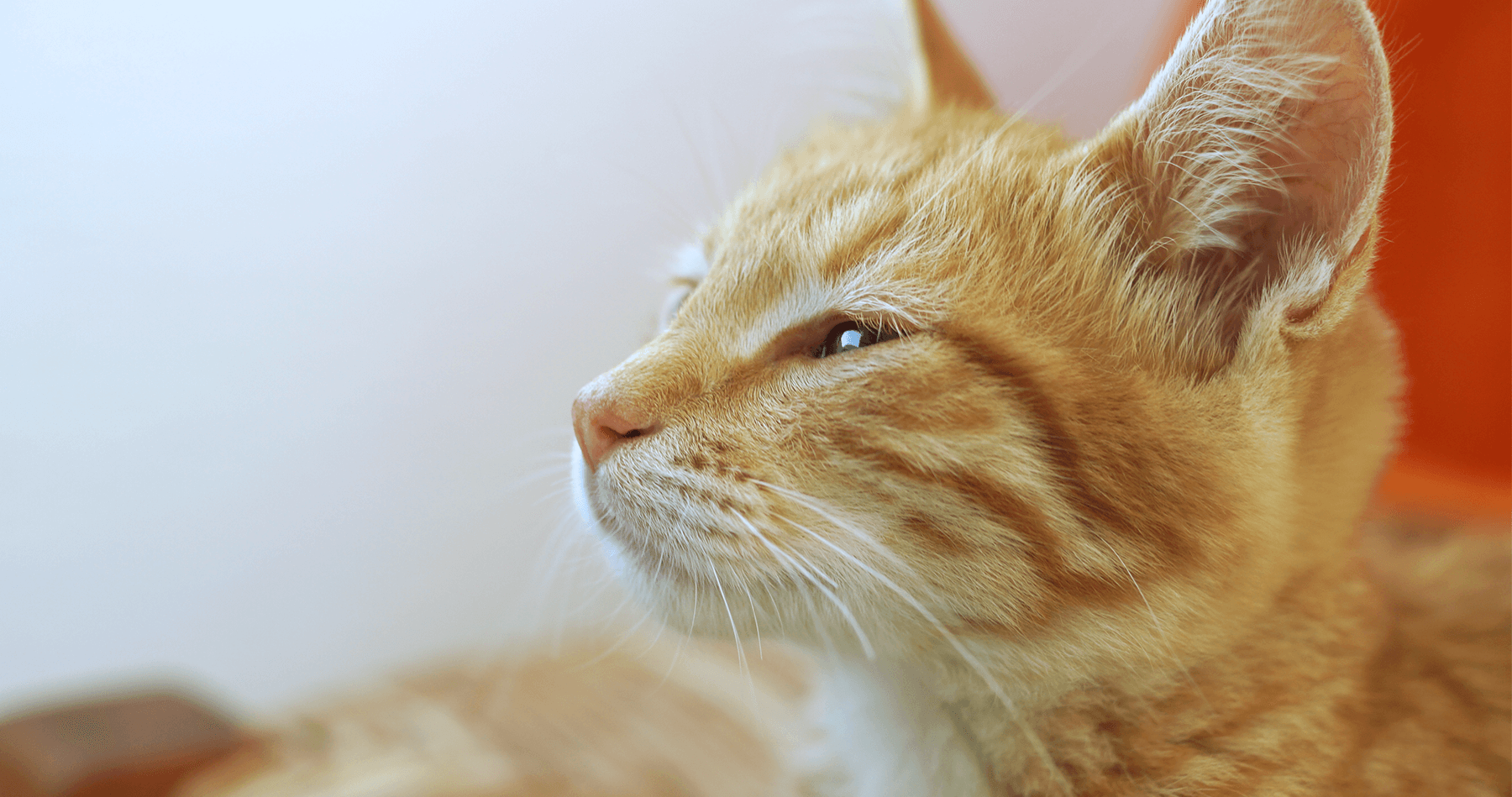 Kitten in Fira, Santorini, Greece